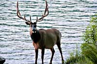 Bul-Elk